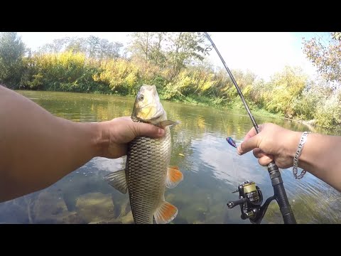 Видео: рыбалка на ультролайт #голавль #окунь #франция #frankreich #рейн #daiwa #sportex #рыбалка