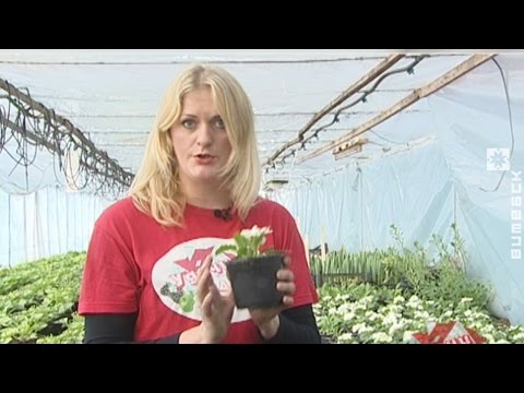 Видео: Удачи на даче (23.02.2017)