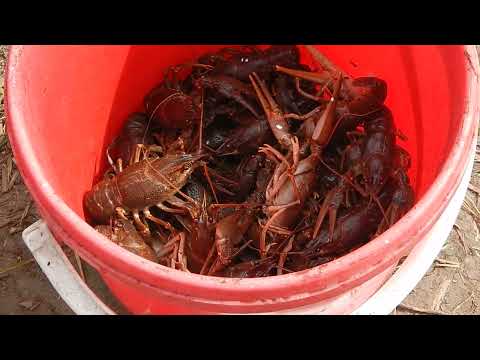 Видео: Осень, пора раков. раколовка зонтик сработала на все 100.