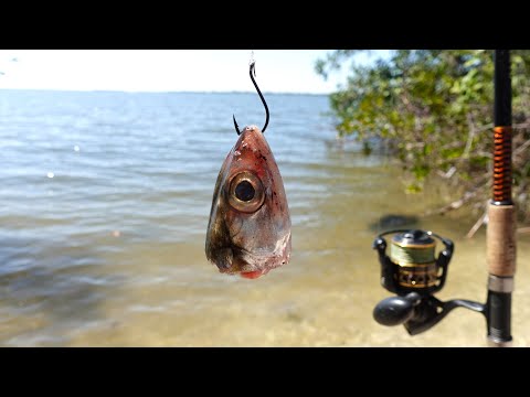 Видео: Рыбалка РЕЗАТЬ НАЖИВКУ, пока я наконец не поймаю БОЛЬШУЮ рыбу