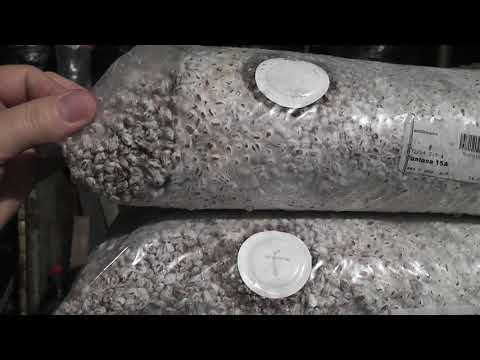 Видео: Почему шампиньоны растут плохо