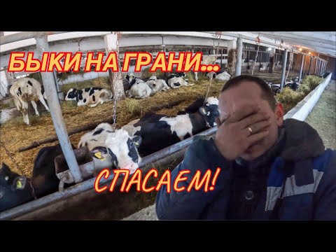 Видео: Сильный понос при откорме Быков. Severe diarrhea during fattening bulls