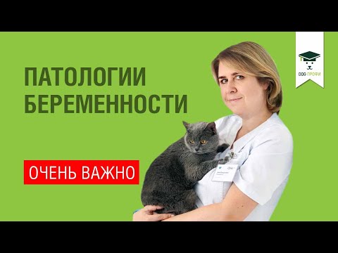 Видео: Патология Беременности и Родов Собак и Кошек, Приводящая к Аномалии Развития