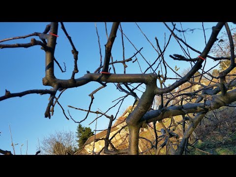 Видео: Ябълка, резитба за Плододаване Apple pruning