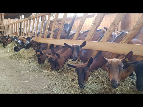 Видео: Нет шерсти на ногах козы // Родились мелкие козлята // Профилактика столбняка