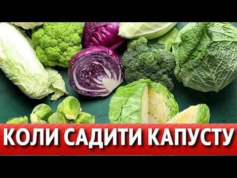 Видео: КРАЩІ ДАТИ за місячним календарем. Саджаємо капусту у відкритий грунт у квітні, травні червні 2024