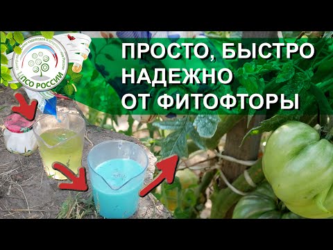 Видео: ОБРАБОТАЙТЕ ЭТИМ ПОМИДОРЫ И ЗАБУДЬТЕ ПРО ФИТОФТОРОЗ НА ПОМИДОРАХ.