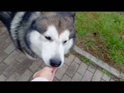 Видео: Доброе утро ☺️☕️☀️🐾🐻❤️🍁 #маламут #собака #суперсобака #животные #malamute VID_20251008_080607