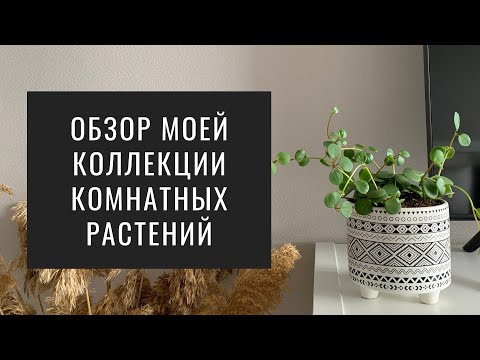 Видео: Обзор Моих Комнатных Растений. Коллекция Домашних Растений (Июль, 2021)