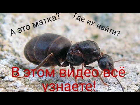 Видео: Как поймать матку муравьев? И как её определить?