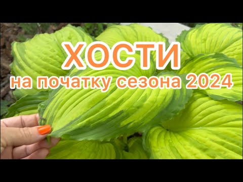 Видео: ХОСТИ на початку сезона 2024 ☘️🧡