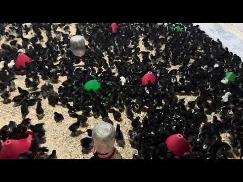 Видео: АНДИЖОН КОРА ЖОЖАЛАРИ БИЗДА ЙАНГИЛИКЛАРИ ЗОР БОЛАДИ 