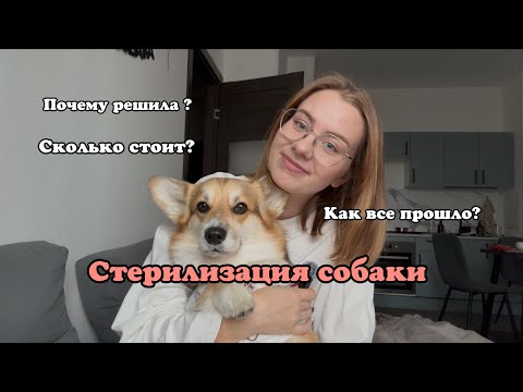 Видео: СТЕРИЛИЗАЦИЯ У СОБАКИ | как все прошло? | почему решила? | сколько стоит? | VLOG