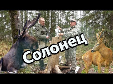 Видео: Солонцы Привада для лося и косуль Таежные приключения