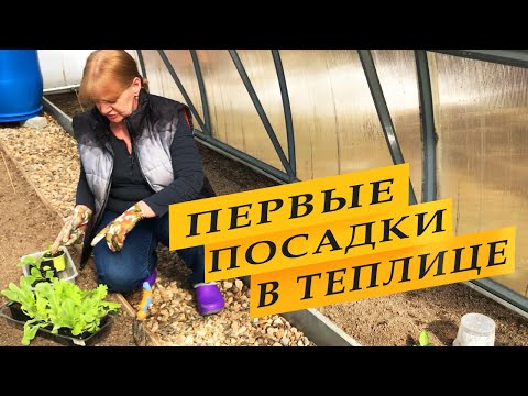Видео: Первые посадки в теплице весной.