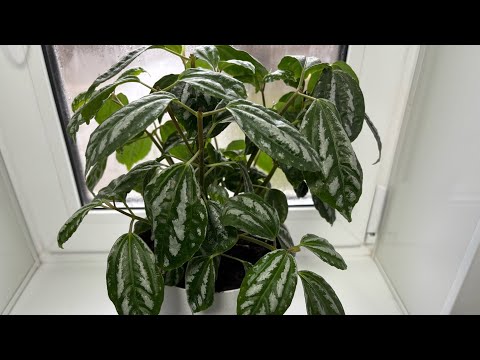 Видео: Комнатные цветы!! Пилея Кадье - уют вашего дома!! 100% способ черенкования!!