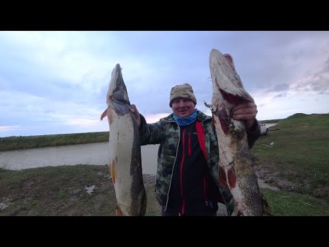Видео: Бешенные щуки все переломали и меня порвали..........Рыбалка в Сибири.