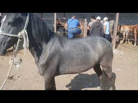 Видео: Тай құнандар Алматы Бәйдібек би ауылы мал базар 09 07 23ж