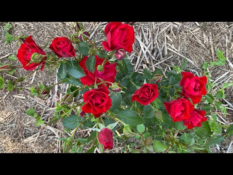 Видео: Троянди-новинки у моєму саду. Що заквітло вперше. Такі яскраві і надійні сорти мають бути!