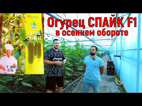 Видео: Огурец Спайк в осеннем обороте. Начало плодоношения. Стоит ли сажать?!