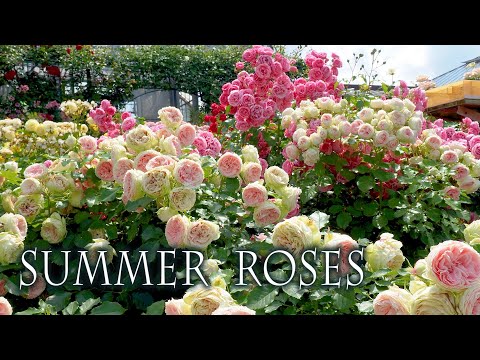 Видео: Розы в летнем саду роз Кейсея 2022.#京成バラ園   #4k  #rose