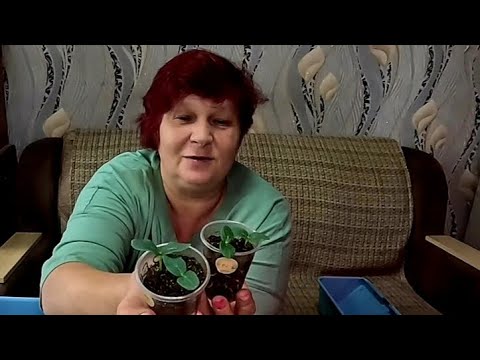Видео: 🌱ОГОРОД НА ПОДОКОННИКЕ!! Рассада растёт как на дрожжах!! Сеем Базилик!!