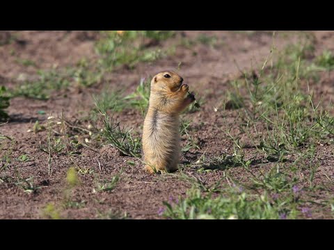 Видео: Один день с сусликами