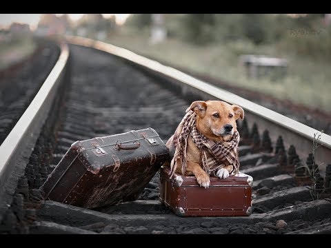 Видео: Душевная песня!👍 СО СМЫСЛОМ! Послушайте! Макс Вертиго - Куда