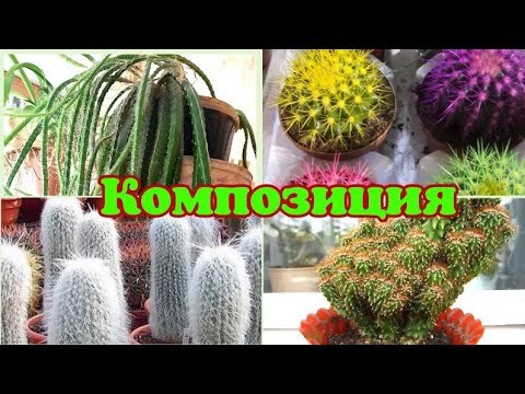 Видео: Композиция из кактусов