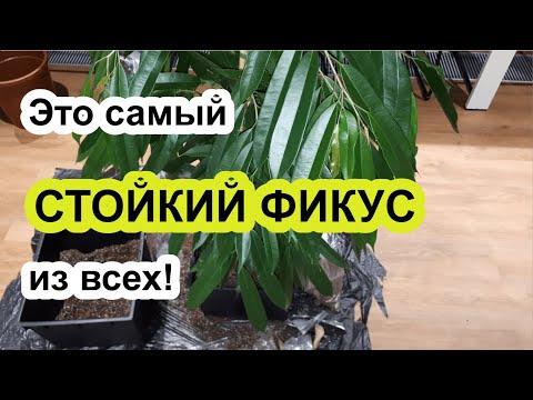 Видео: Фикус ДЛЯ ВСЕХ! ТЕНЕВЫНОСЛИВЫЙ Фикус АЛИ. Фикус уход, пересадка. О Фикусе Манго