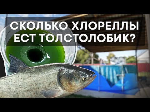 Видео: Эксперимент - Сколько хлореллы ест толстолобик?