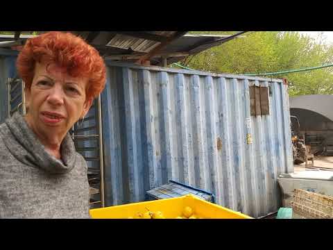 Видео: ИЗРАИЛЬ КИБУЦ ПО ВЫРАЩИВАНИЮ РЫБЫ