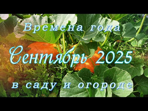 Видео: Времена года в саду и огороде. Сентябрь 2025 года.