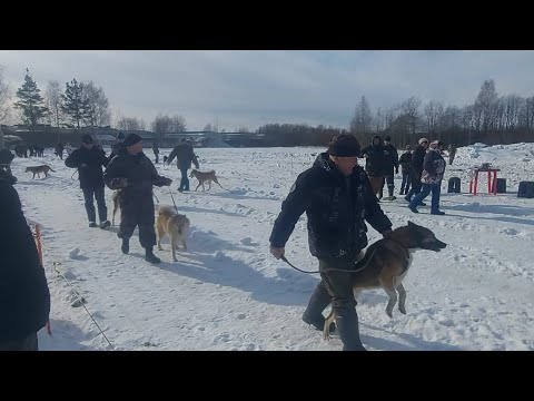 Видео: 99 ярославская областная выставка! Западно-Сибирская лайка/Кобели старшая возрастная группа!