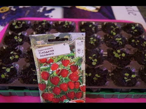 Видео: ПЕРЕСАЖИВАЕМ ЗЕМЛЯНИКУ ПОЛИВ и УХОД  ЧАСТЬ  3