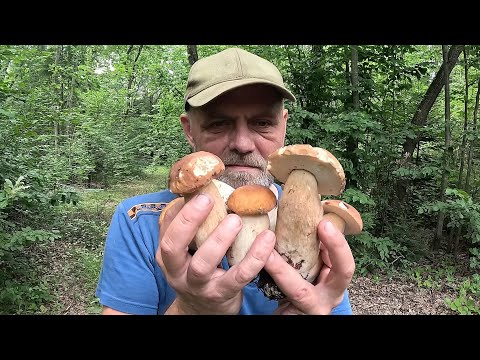 Видео: Грибалка 1 МІСЦЕ у 2025!..Гриб НА ГРИБІ! Це НЕ збір це НАПАД на грибників!