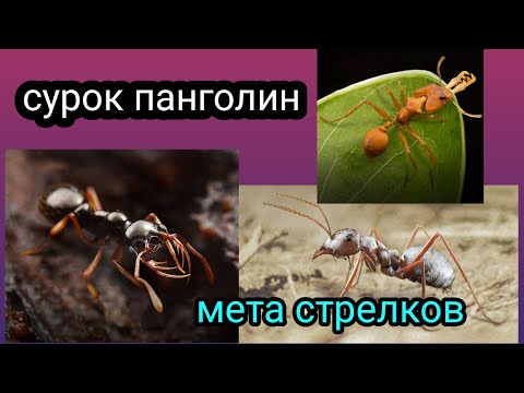 Видео: топ отряд на стрелков панголин и сурок the ants underground kingdom