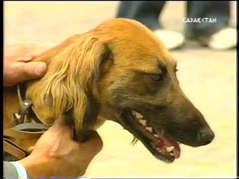 Видео: Плахов Константин Николаевич
