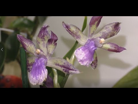 Видео: Цветули в июле. Орхидейные новинки коллекции Ч2