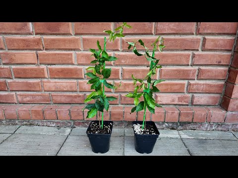 Видео: Бигнония (Bignonia capreolata), продажа