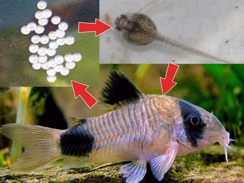 Видео: Мальку 1 месяц // коридорас панда // 2 часть