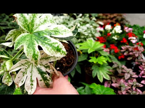 Видео: 🍂🍃БАУЦЕНТР🌿ЦВЕТОЧНАЯ ПРОГУЛКА🍁⚘