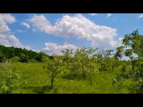 Видео: Сеять семена вяза легко. 29.05.2021