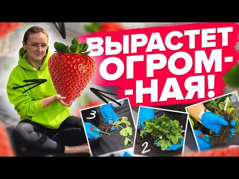 Видео: ПРАВИЛА ПОСАДКИ КЛУБНИКИ ВЕСНОЙ!