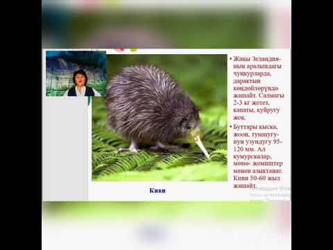 Видео: Канаттуулардын чон топтору жана туркумдору