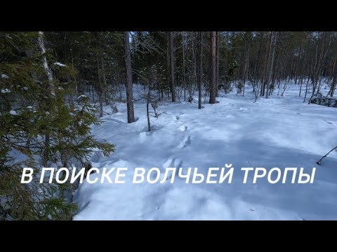 Видео: Закрытие Охотничьего Сезона! Прогулка по лесу! #охота