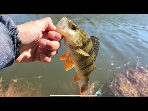 Видео: Бель и хищник на мормо спиннинг. #мормо 