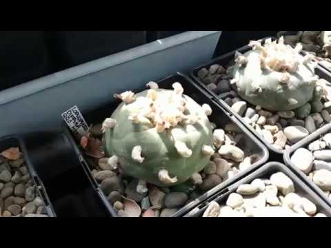 Видео: Lophophora collection / коллекция лофофор, итоги зимовки