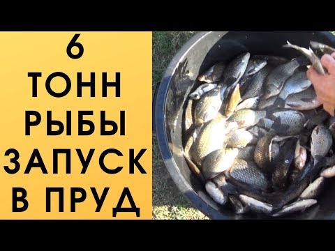 Видео: Зарыбляю пруд карасём 6000 килограмм