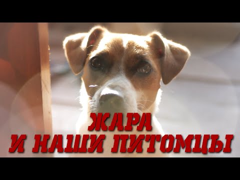 Видео: Жара и наши питомцы. Как им помочь чувствовать себя комфортно в жару?